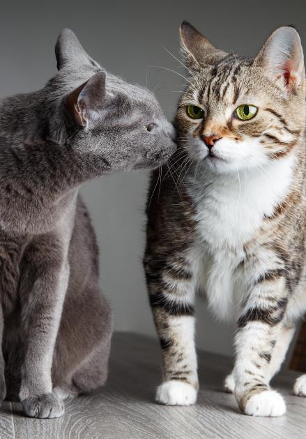 ۵ راه معرفی گربه ی جدید به خانه ی تک گربه ای